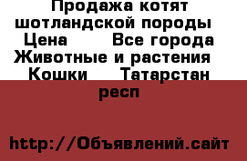 Продажа котят шотландской породы › Цена ­ - - Все города Животные и растения » Кошки   . Татарстан респ.